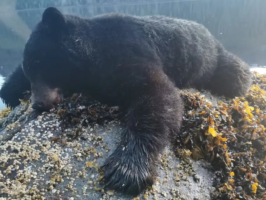 BC Coastal Black Bear 4