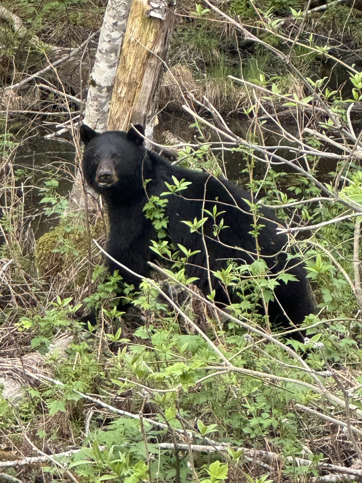 BC Coastal Black Bear 2