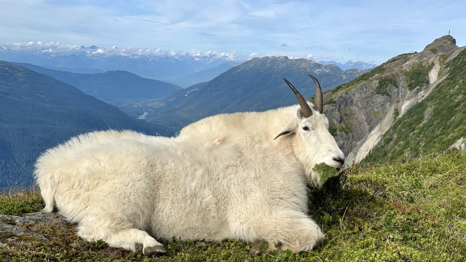 BC Mountain Goat 2