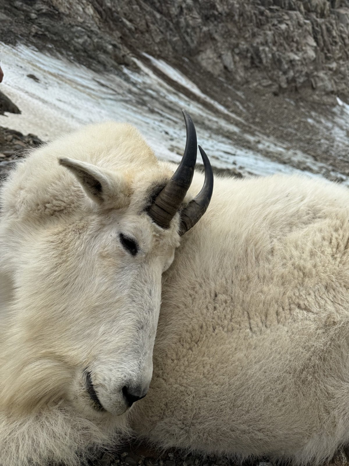 BC Mountain Goat 5