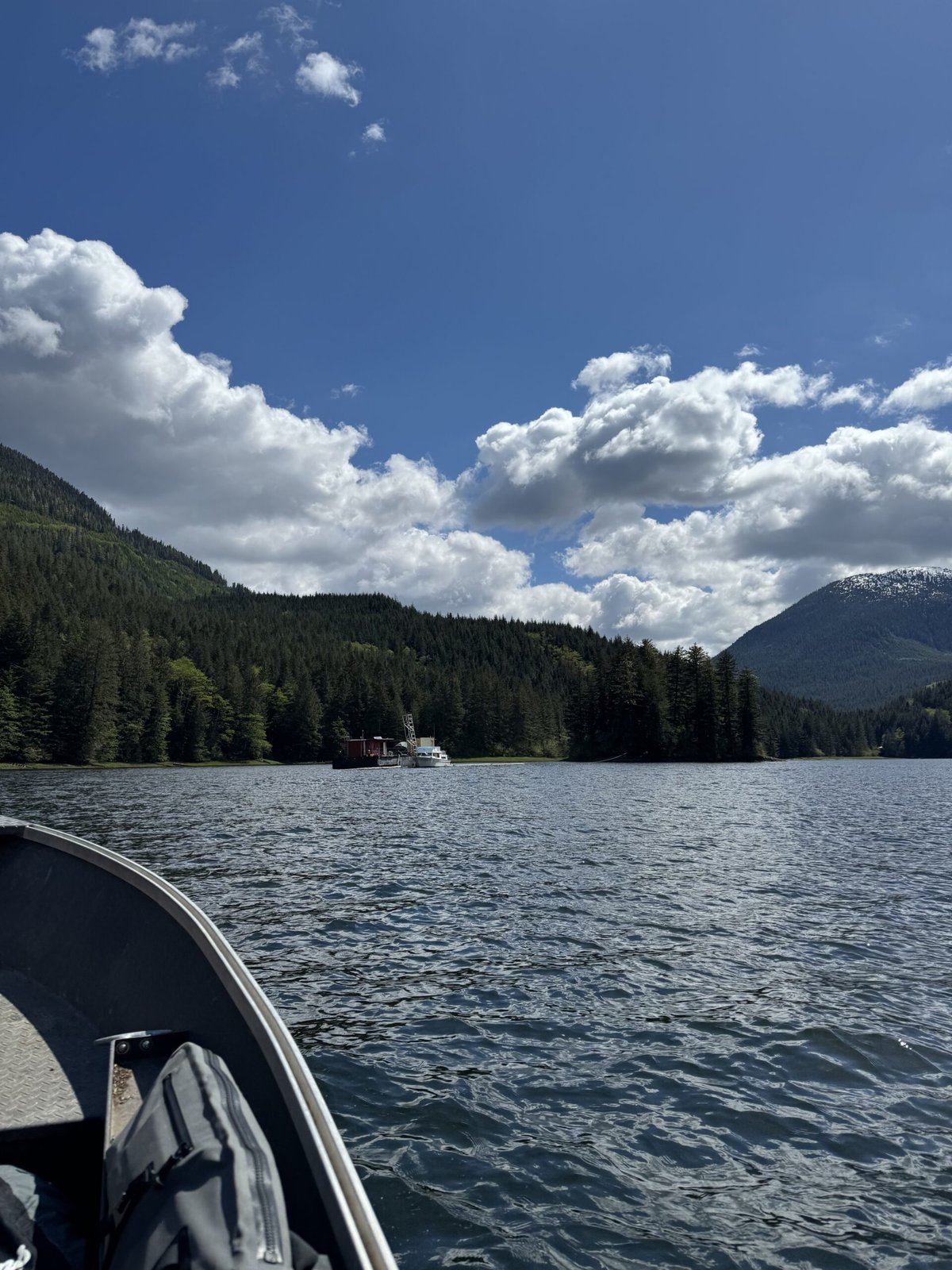 BC Canadian Moose 4