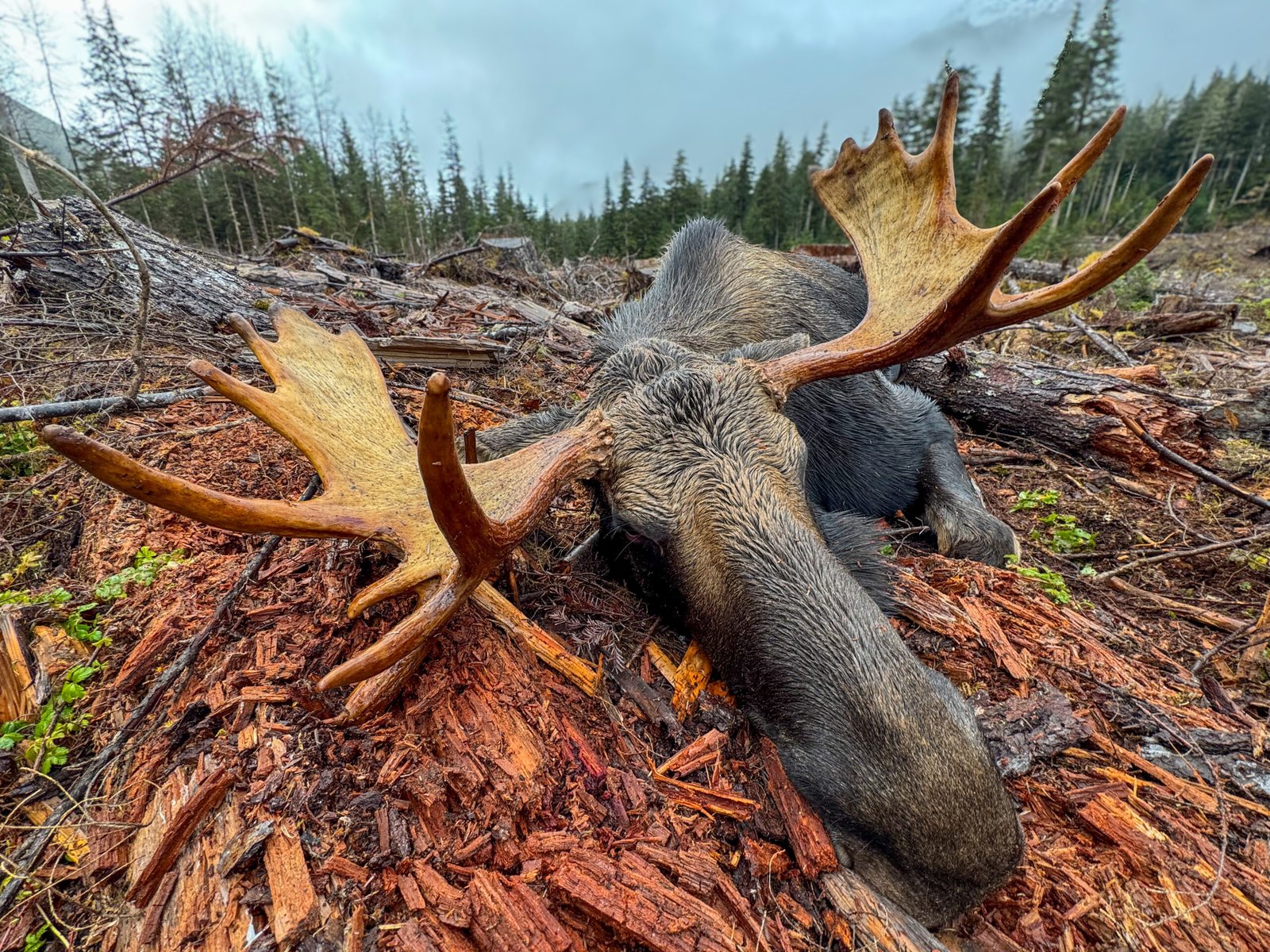 BC Canadian Moose 2