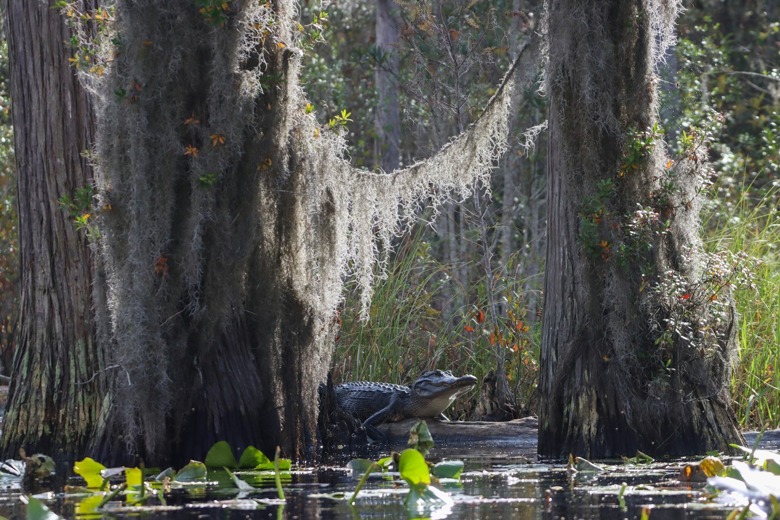 Florida Alligator