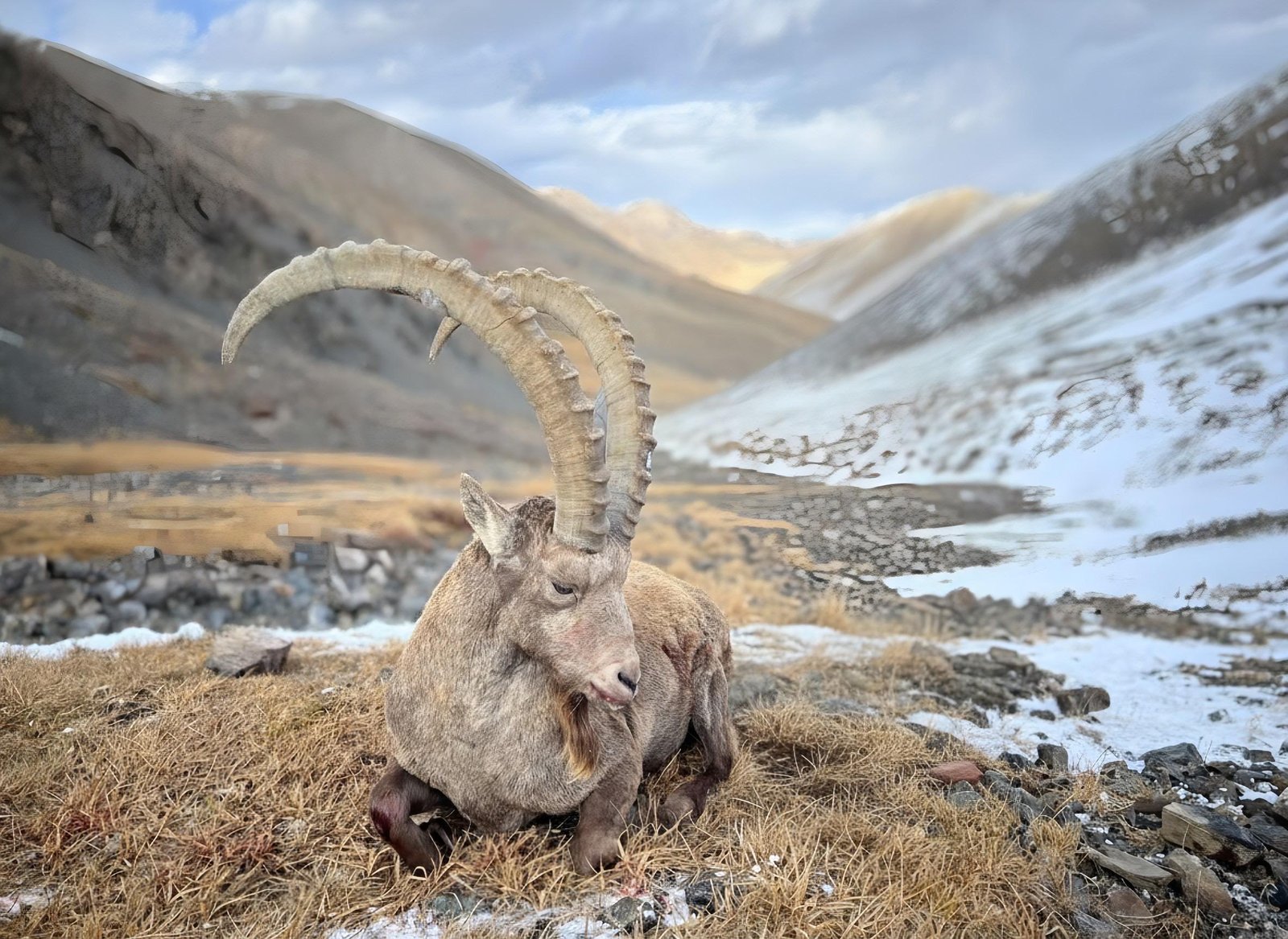 Kazakhstan Maral & Ibex