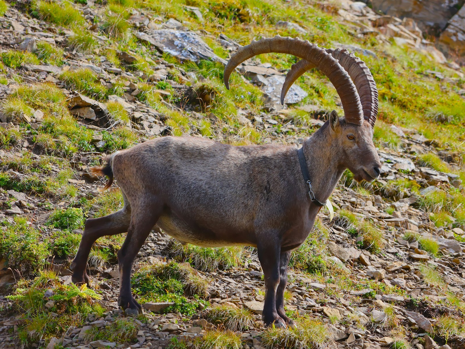 Mongolia Ibex