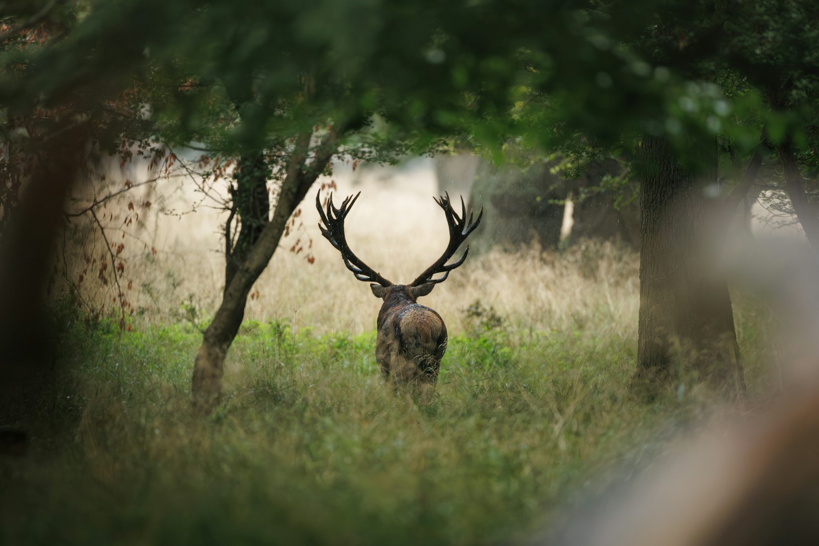Mongolia Maral & Roe Deer