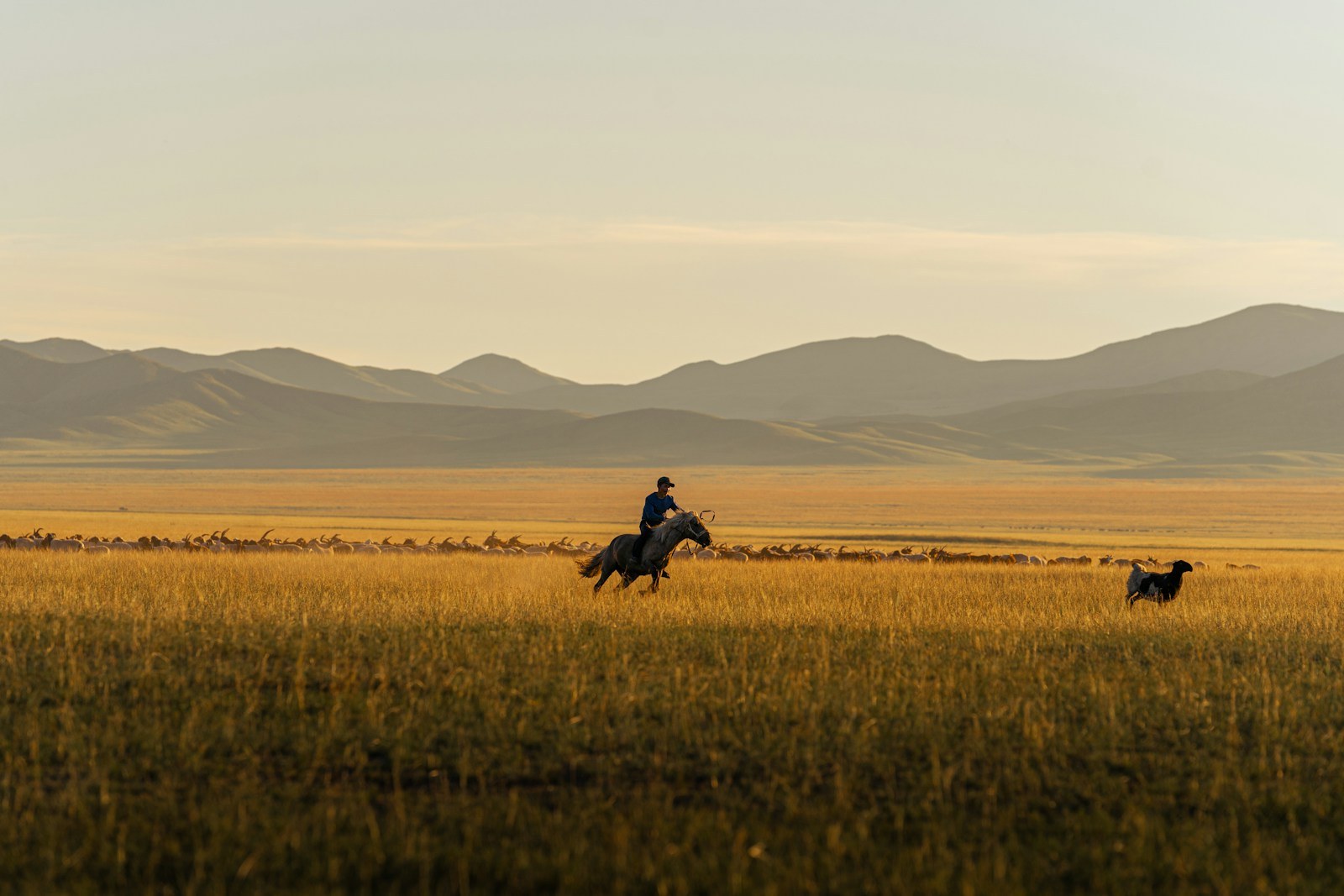 Mongolia Steppe & Gobi Safari