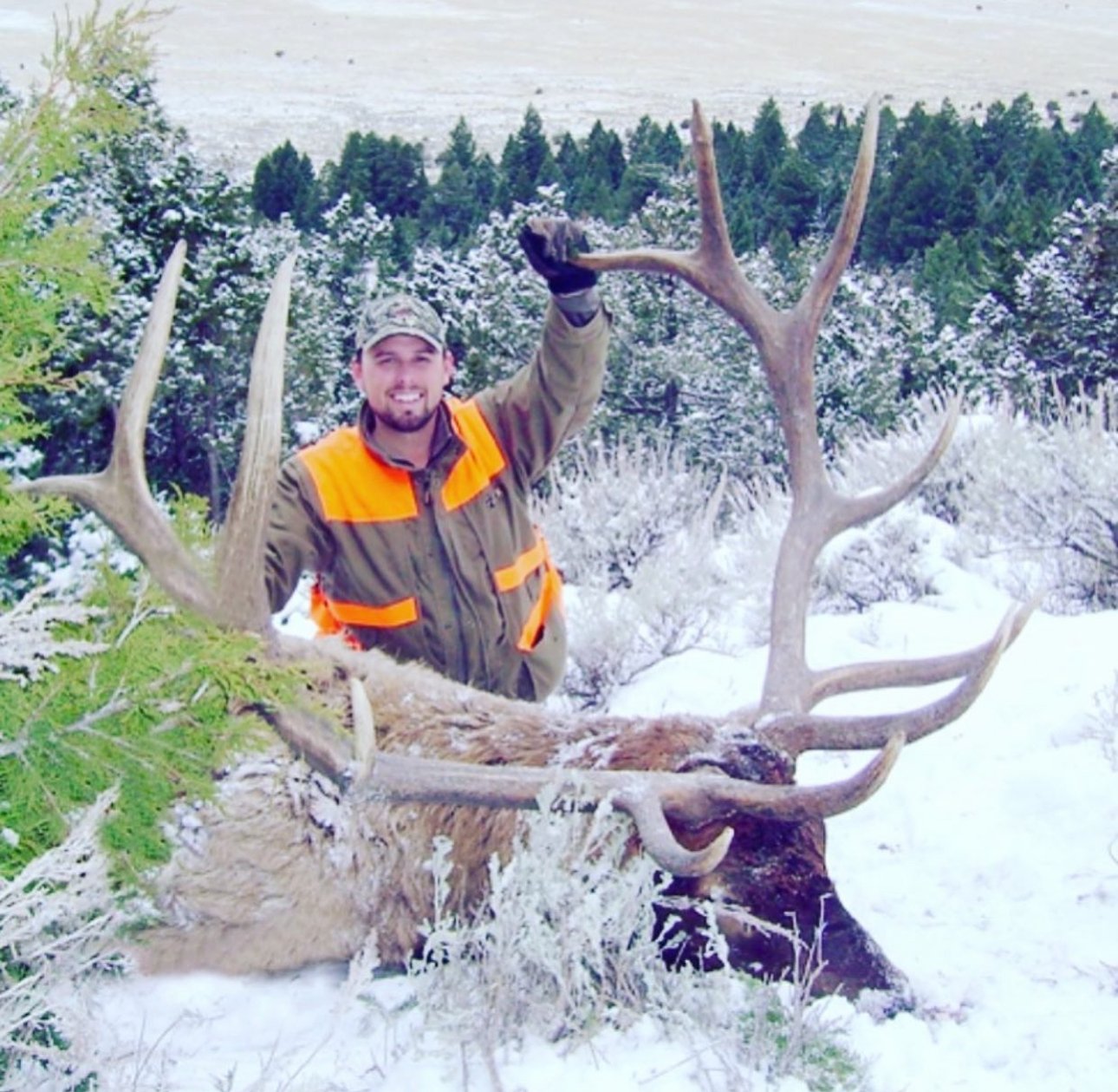 Montana Elk