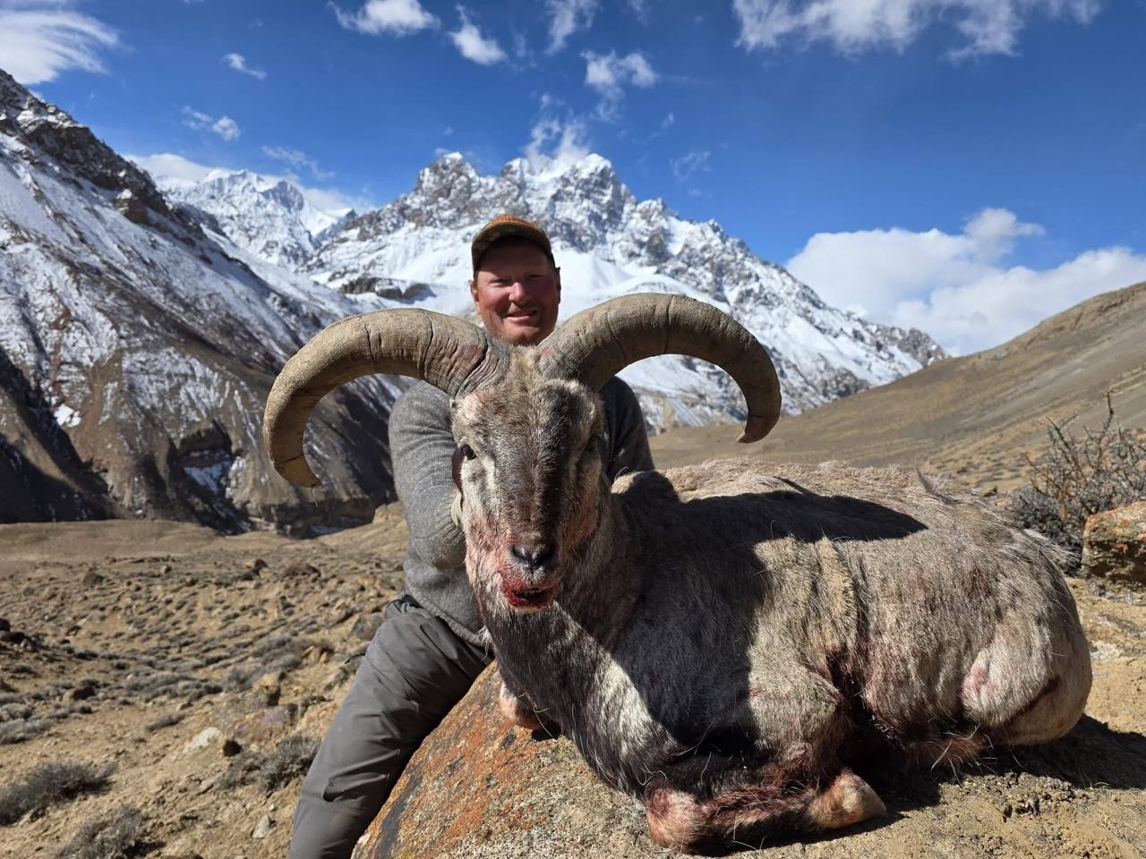 Pakistan Blue Sheep