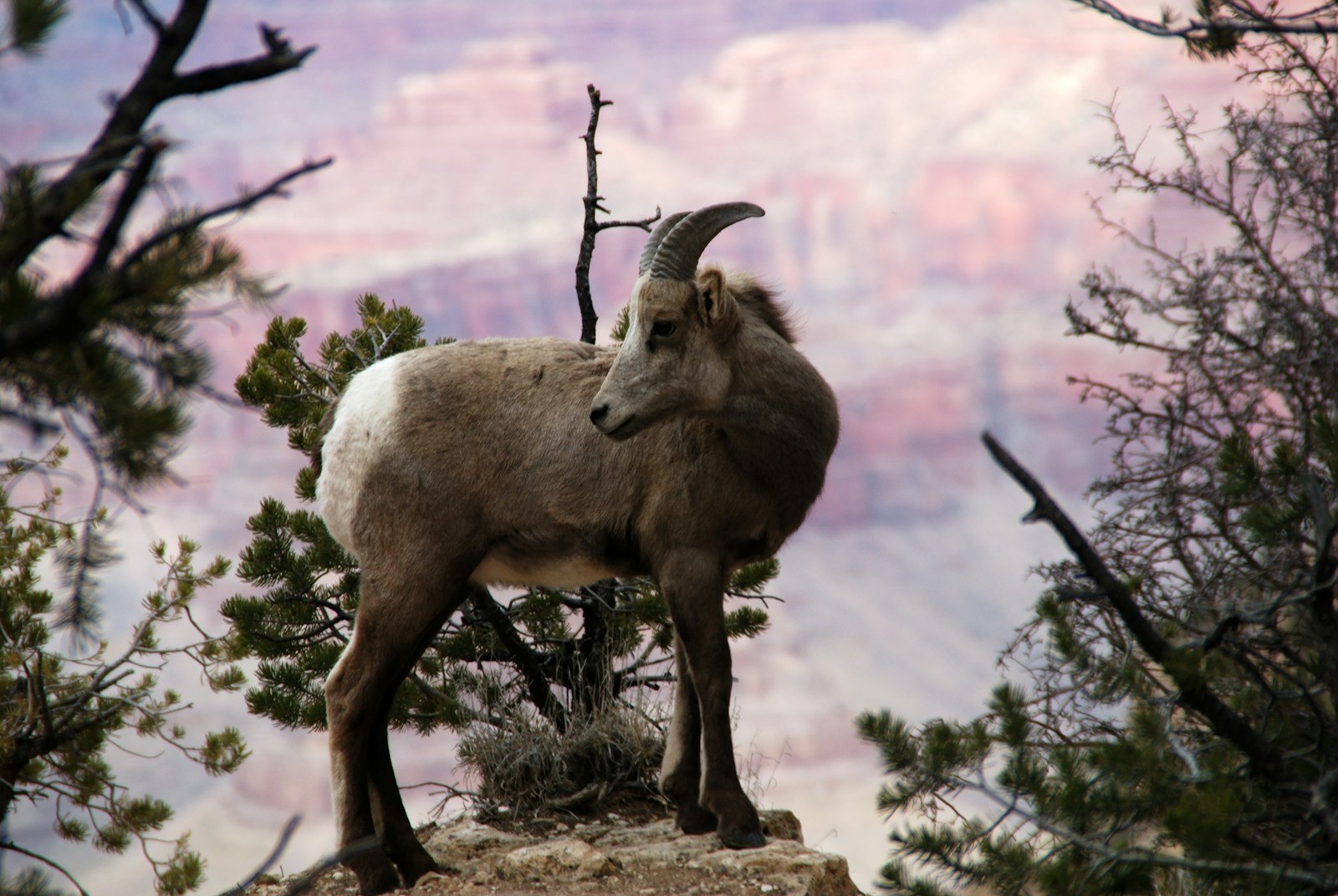 Blanford Urial & Sind Ibex