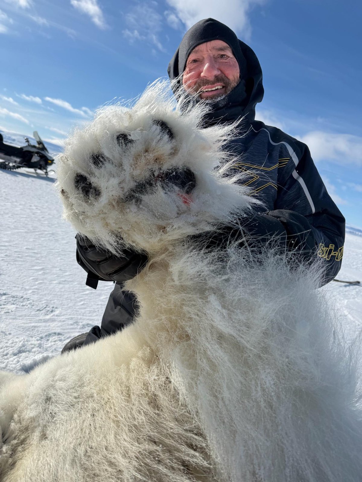 Polar Bear 3