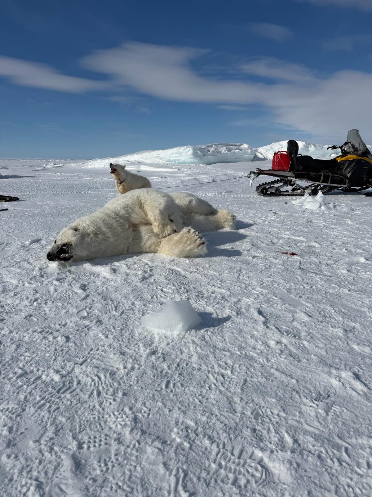 Polar Bear 4