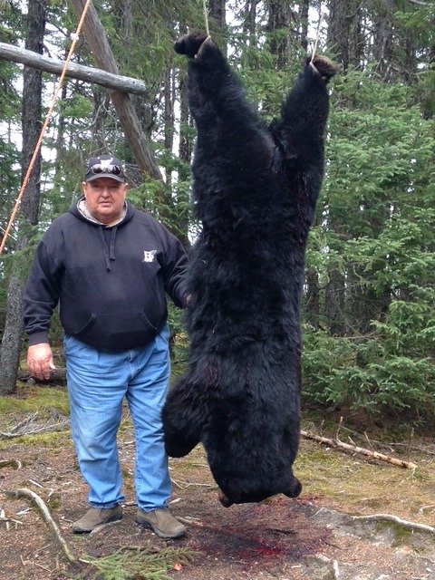 Newfoundland Trophy Black Bear — Single 2