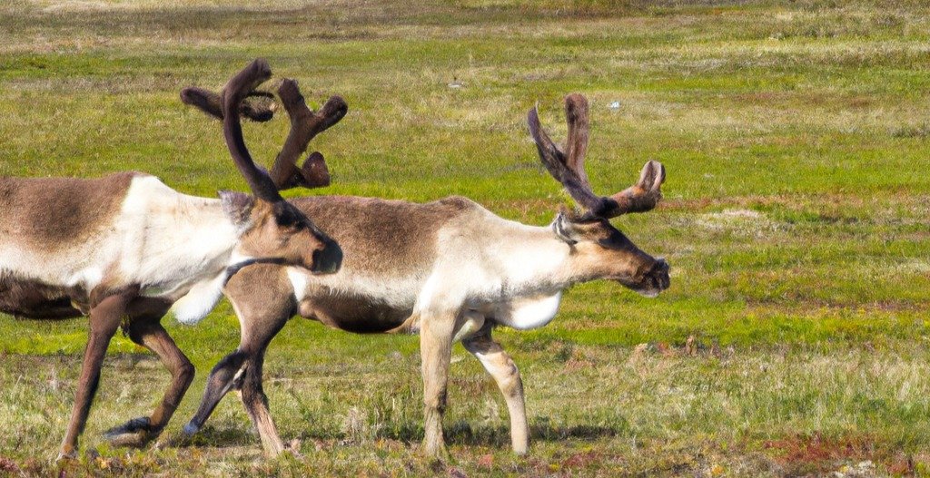 Newfoundland Caribou & Bear Combo 2