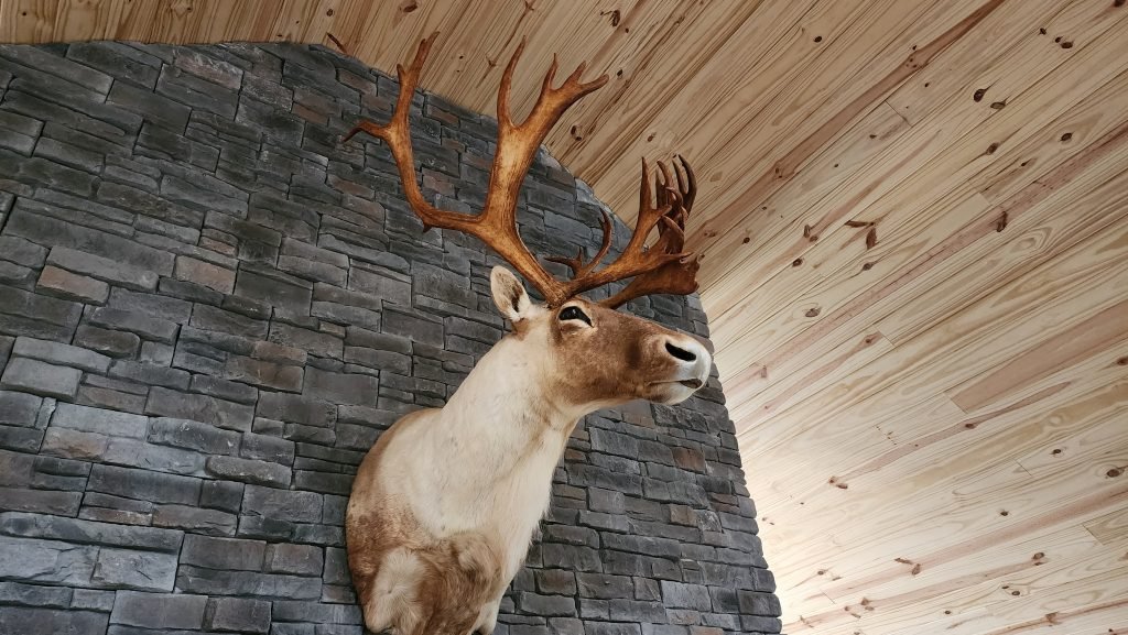 Newfoundland Eastern Moose — Single 7