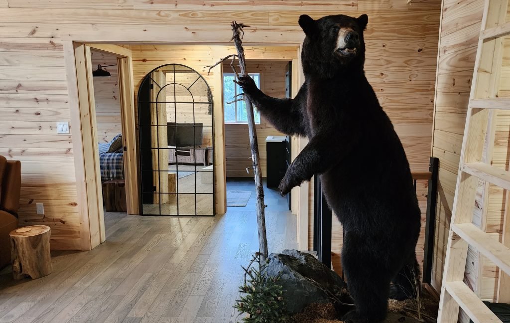 Newfoundland Trophy Black Bear — Single 6