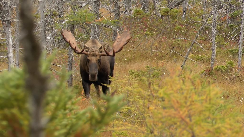 Newfoundland Eastern Moose — Single 2