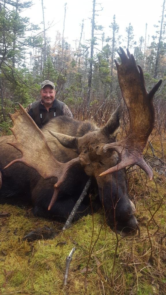 Newfoundland Eastern Moose — Single 4
