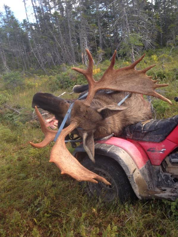 North American trophy