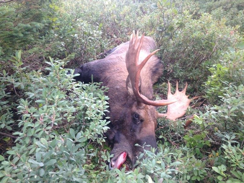 North American trophy