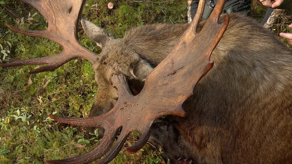 Newfoundland Eastern Moose — Single 6