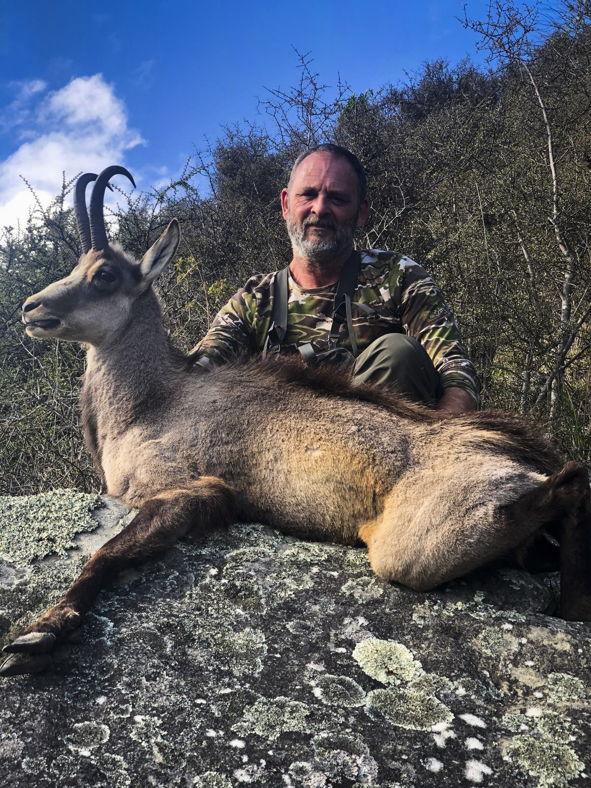 New Zealand Elk 3