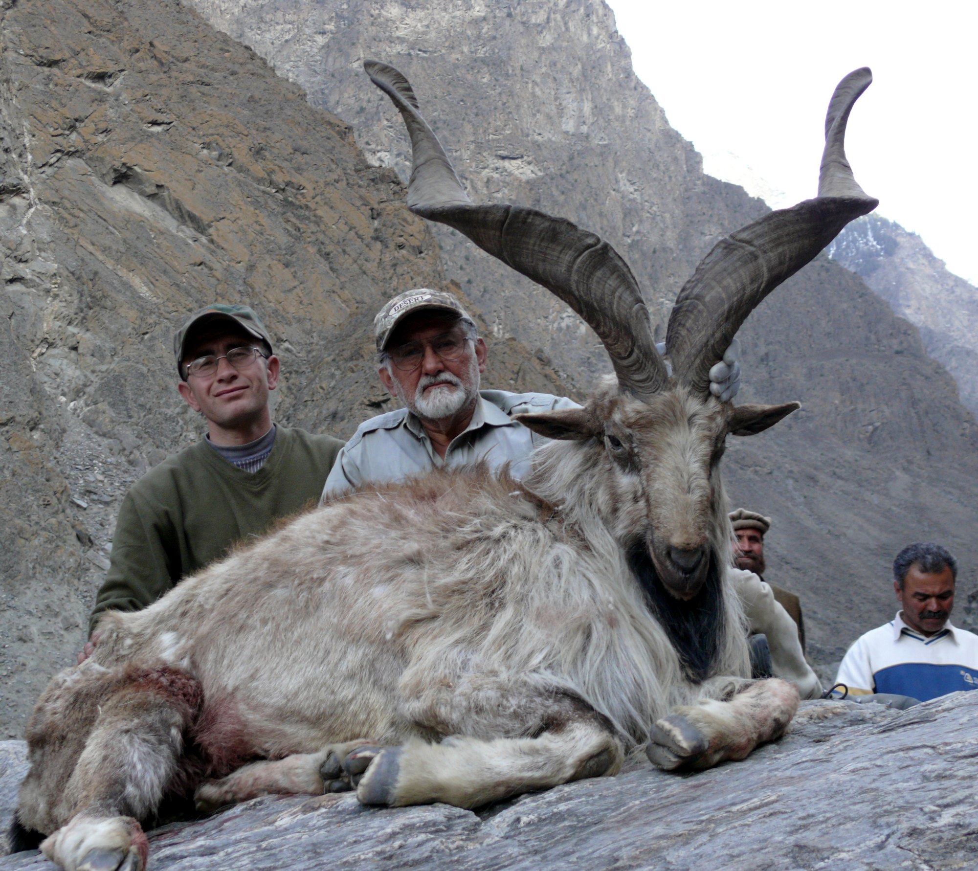 Pakistan Astor Markhor