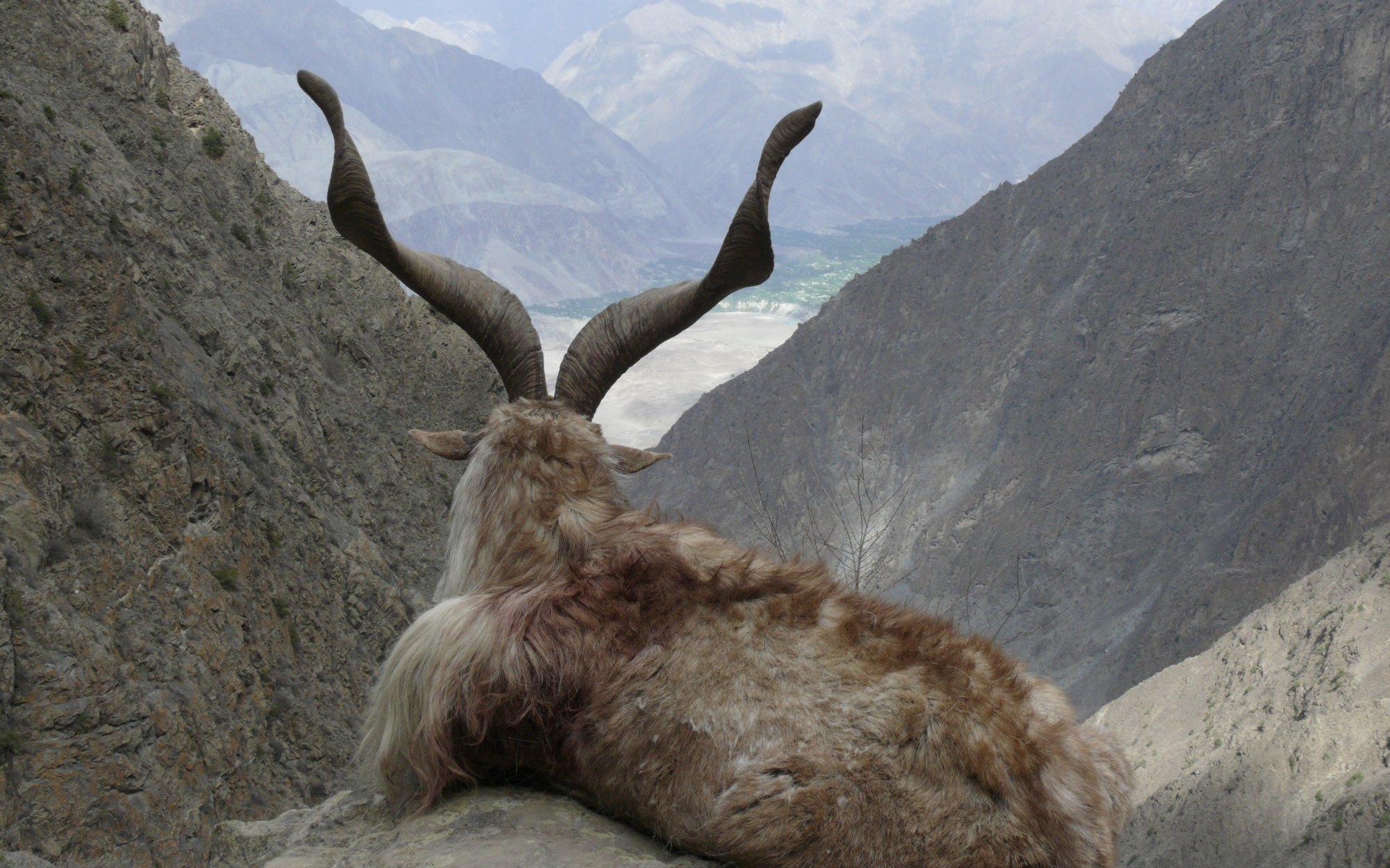 Pakistan Astor Markhor 3