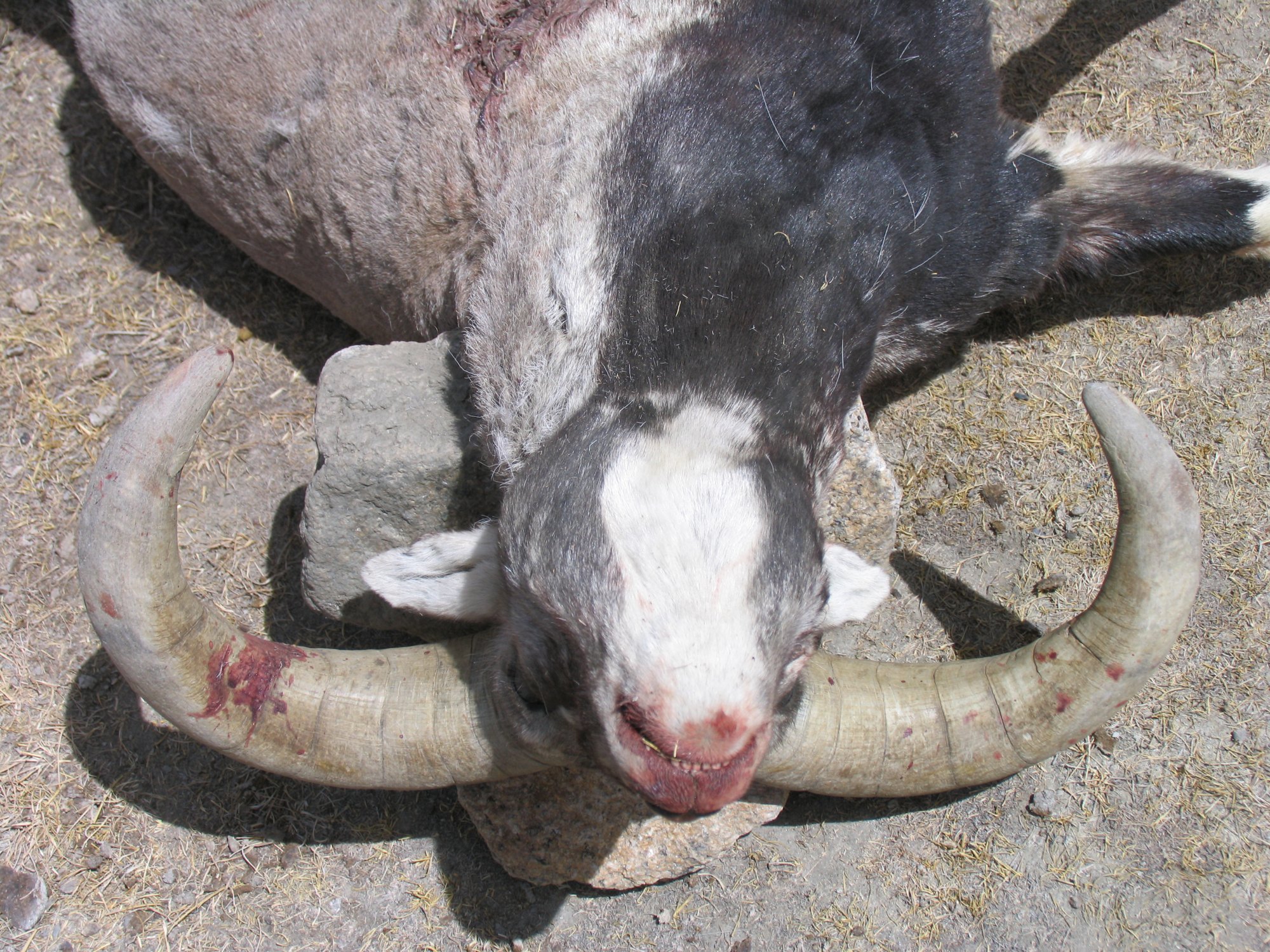 Pakistan Blue Sheep 7