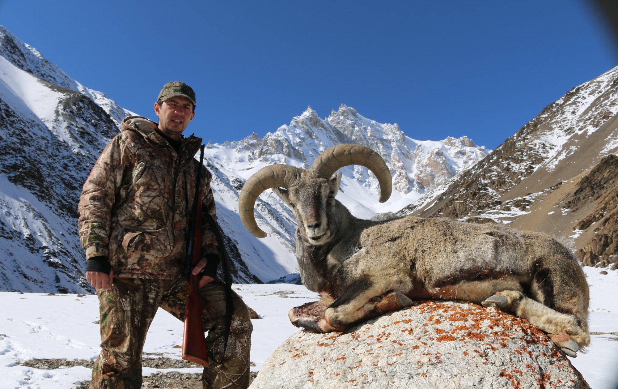 Pakistan Blue Sheep 13