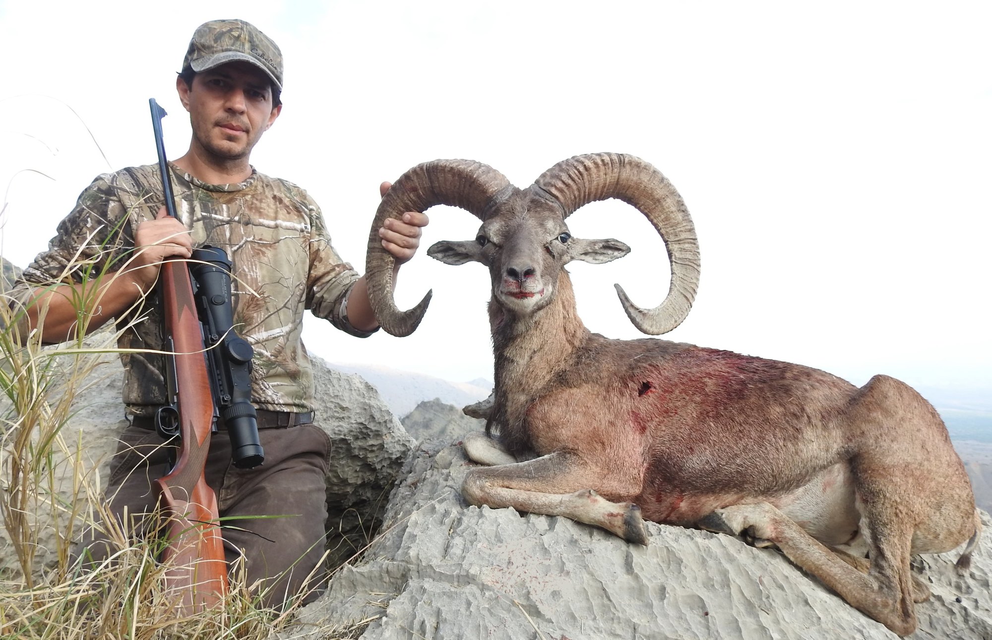 Pakistan Punjab Urial