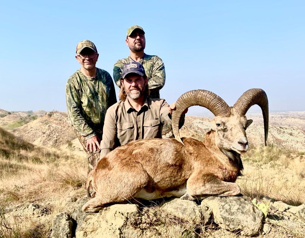 Pakistan Punjab Urial 3