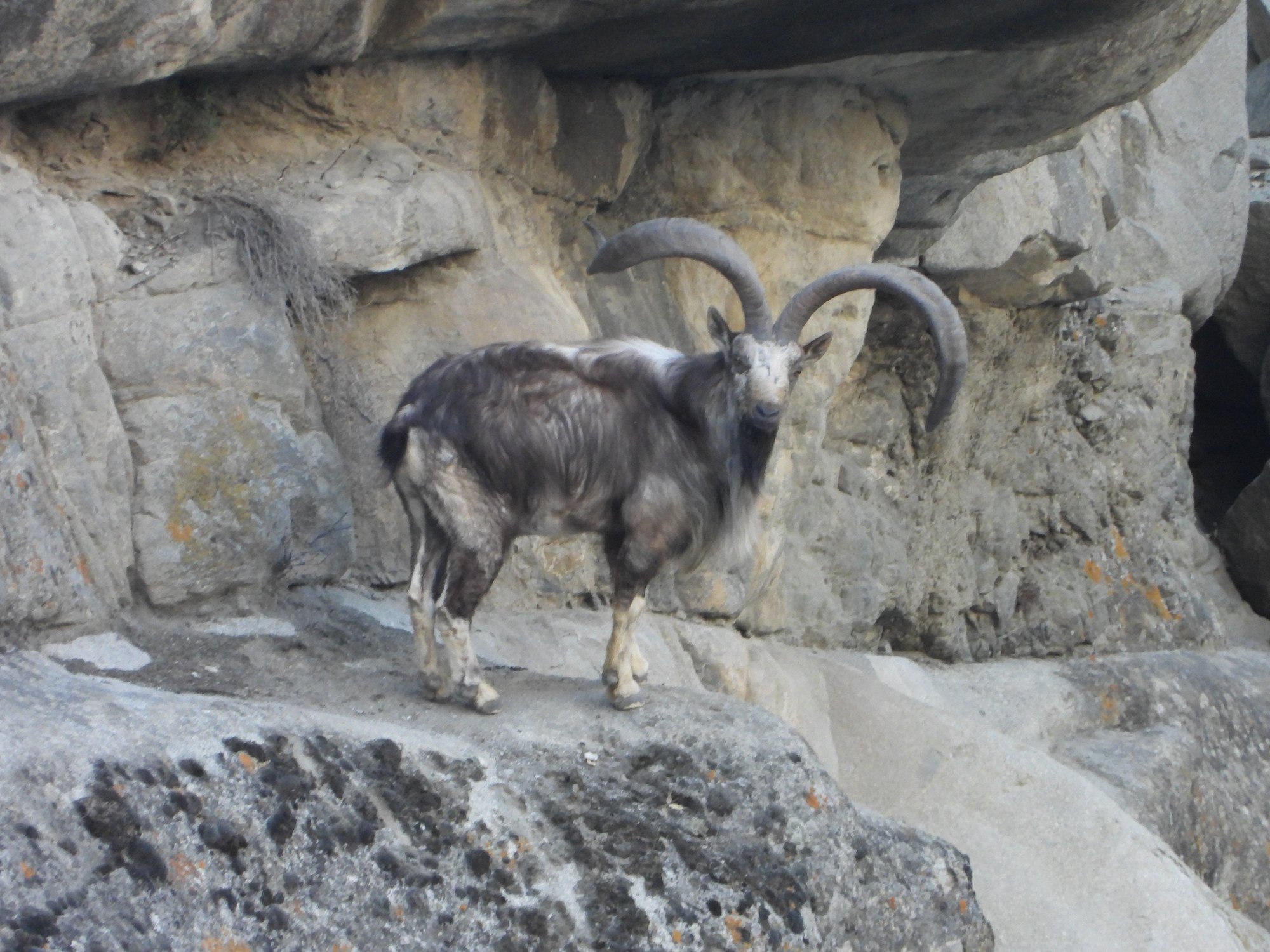 Pakistan Astor Markhor 4