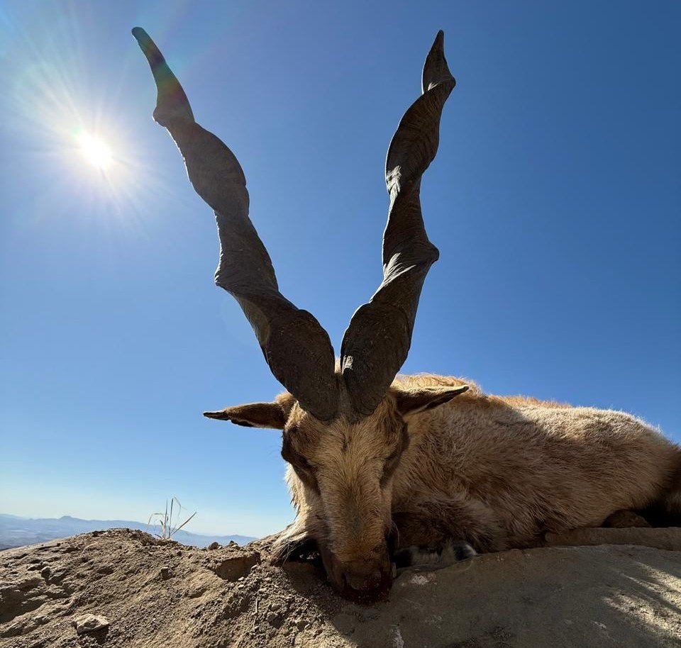 Pakistan Afghan Urial 5