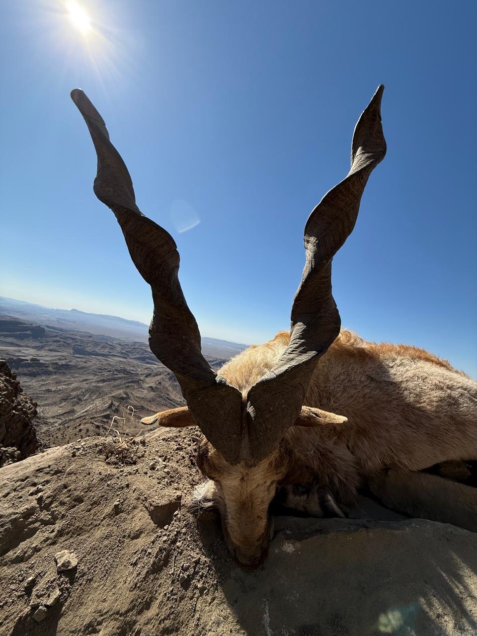 Pakistan Afghan Urial 6