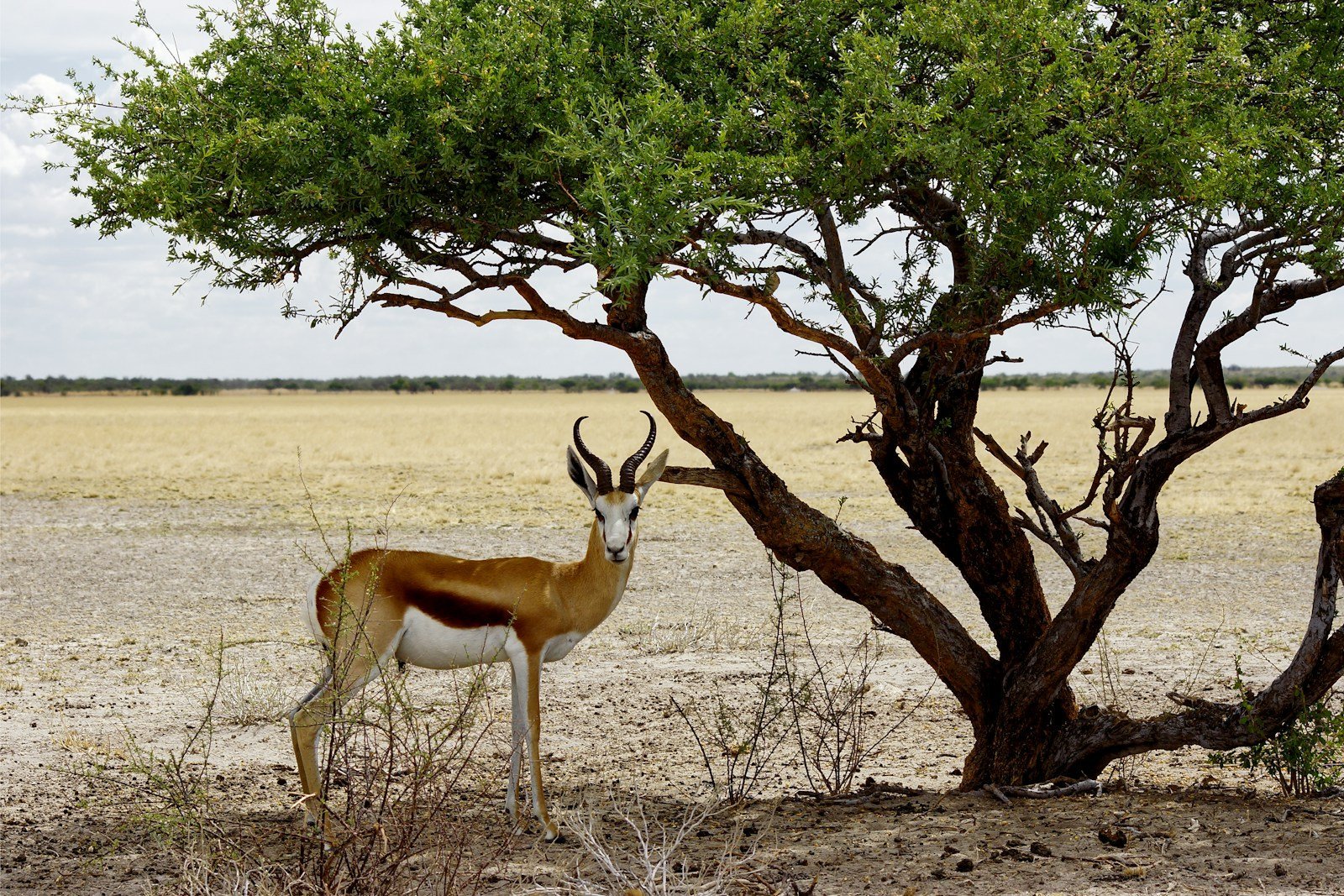 Springbok Slam 1
