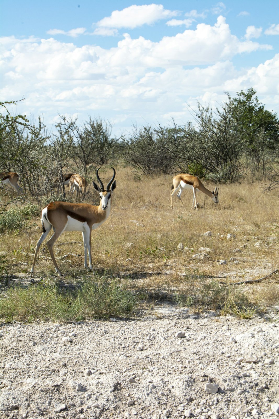 Springbok Slam 2