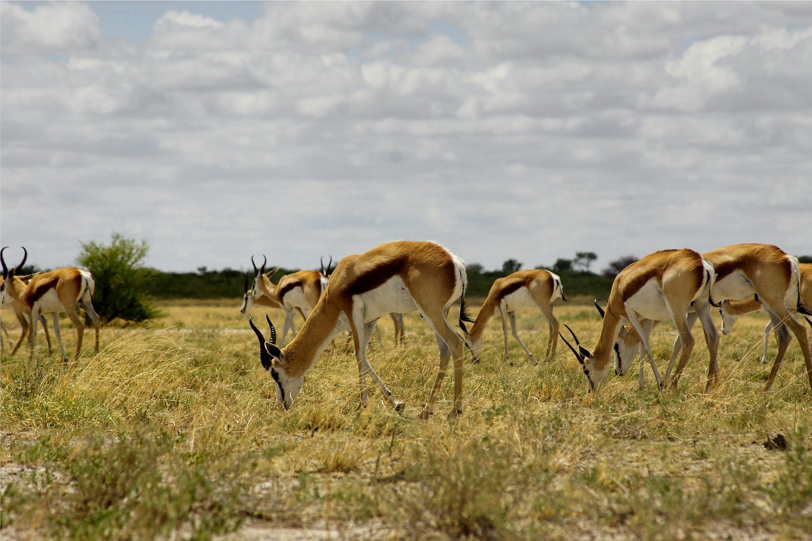Springbok Slam 3
