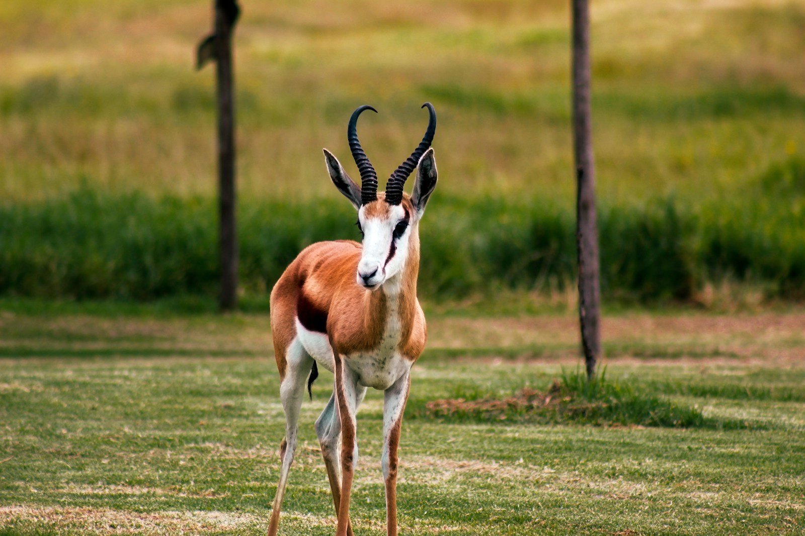 Springbok Slam