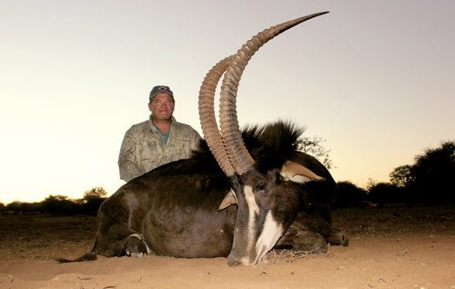 Spiral & Antelope trophy