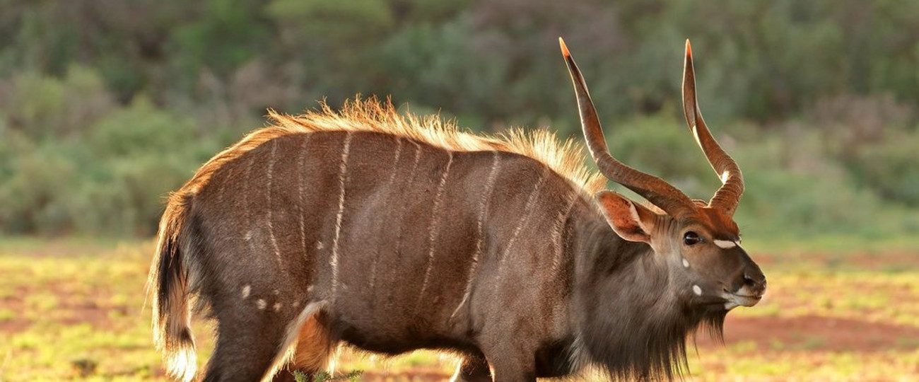 Spiral & Antelope trophy