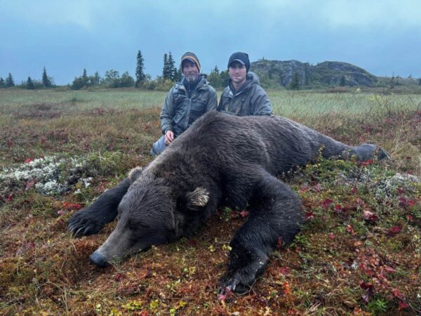 Alaska fall Brown Bear hunt