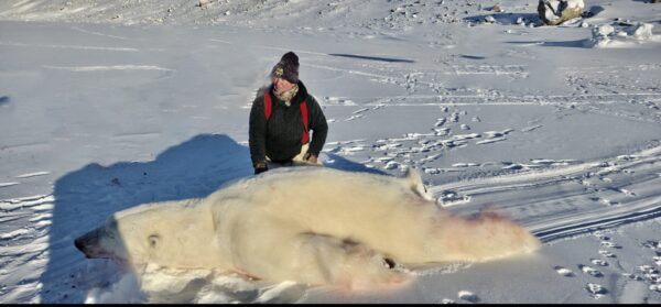 Polar Bear