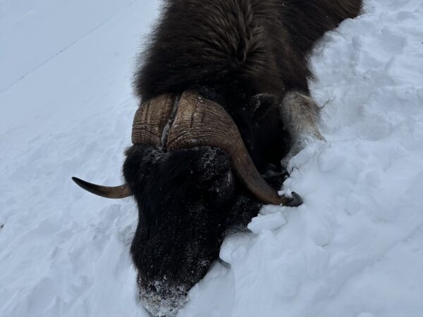 Musk Ox